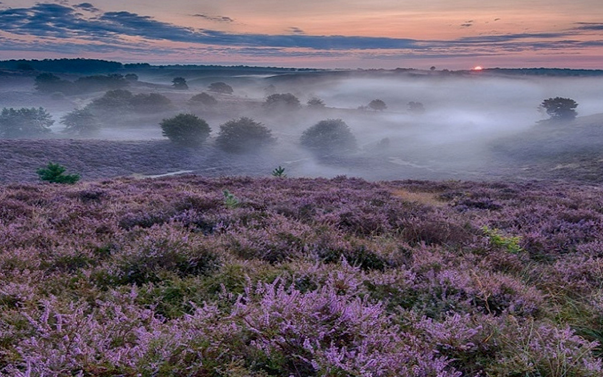 Chaletpark Kootwijkerduin