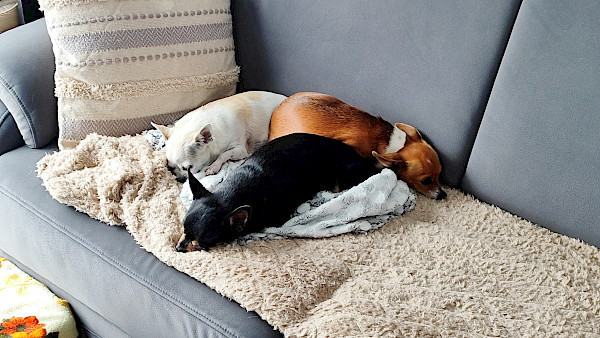 Familie Fellenberg-3